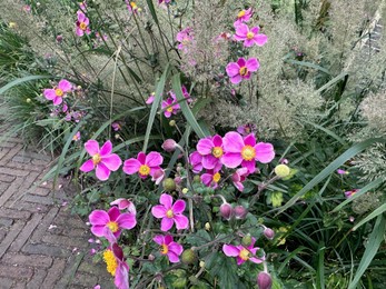 Photo of Beautiful pink anemone flowers growing in garden