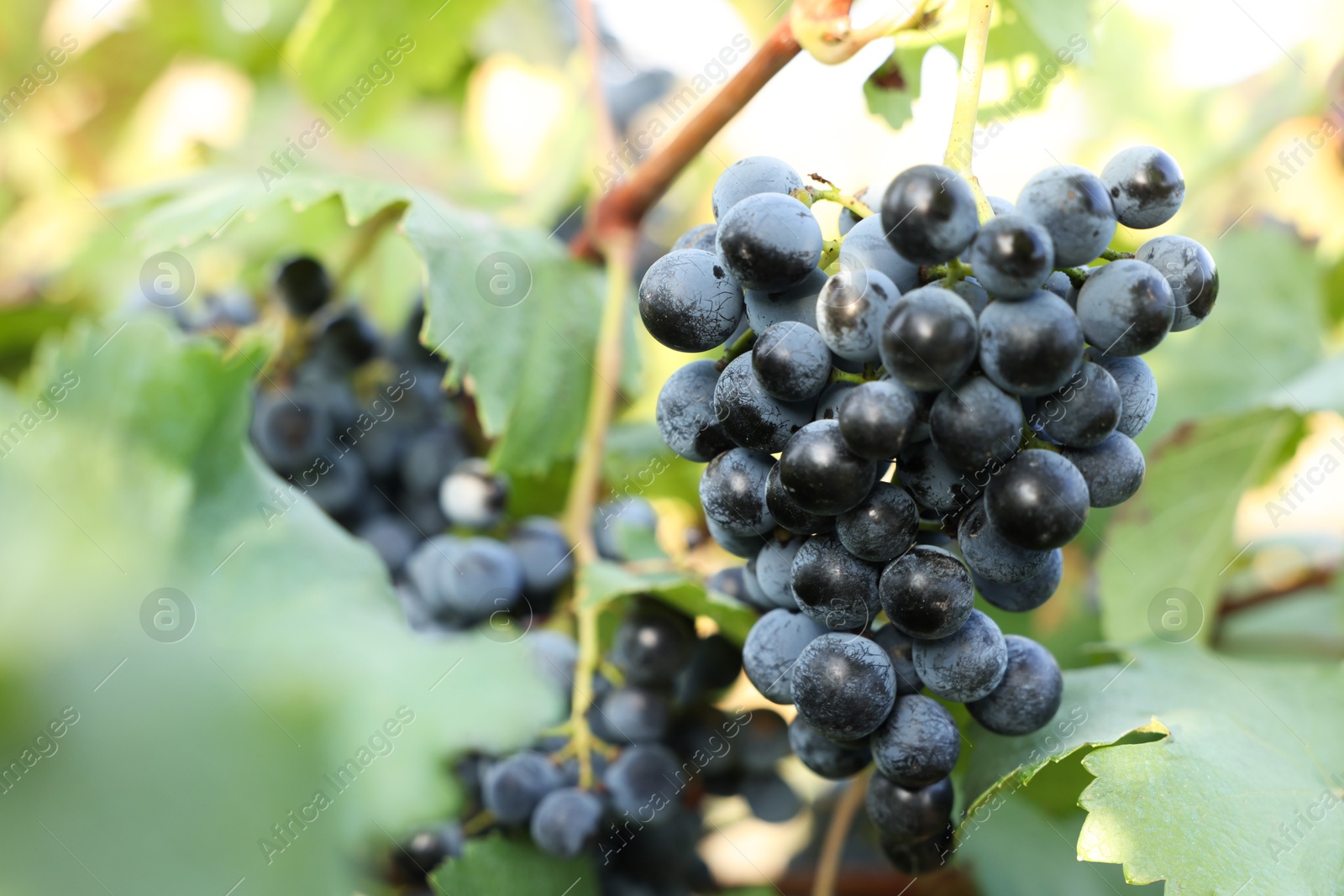 Photo of Ripe juicy grapes growing in vineyard outdoors, closeup