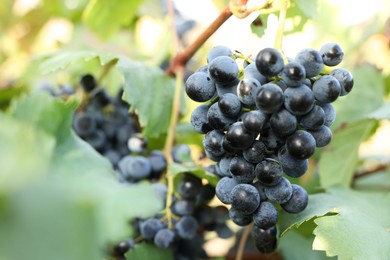 Photo of Ripe juicy grapes growing in vineyard outdoors, closeup