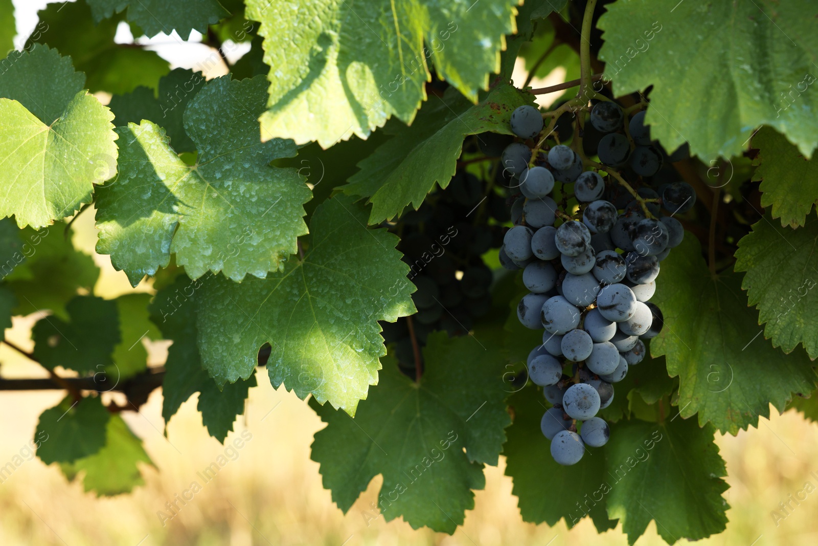 Photo of Ripe juicy grapes growing in vineyard outdoors