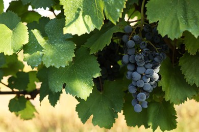 Photo of Ripe juicy grapes growing in vineyard outdoors