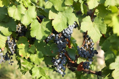 Photo of Ripe juicy grapes growing in vineyard outdoors