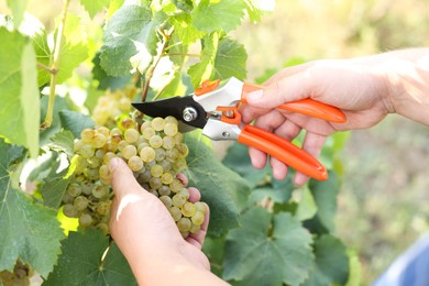 Photo of Farmer with secateurs picking ripe grapes outdoors, closeup