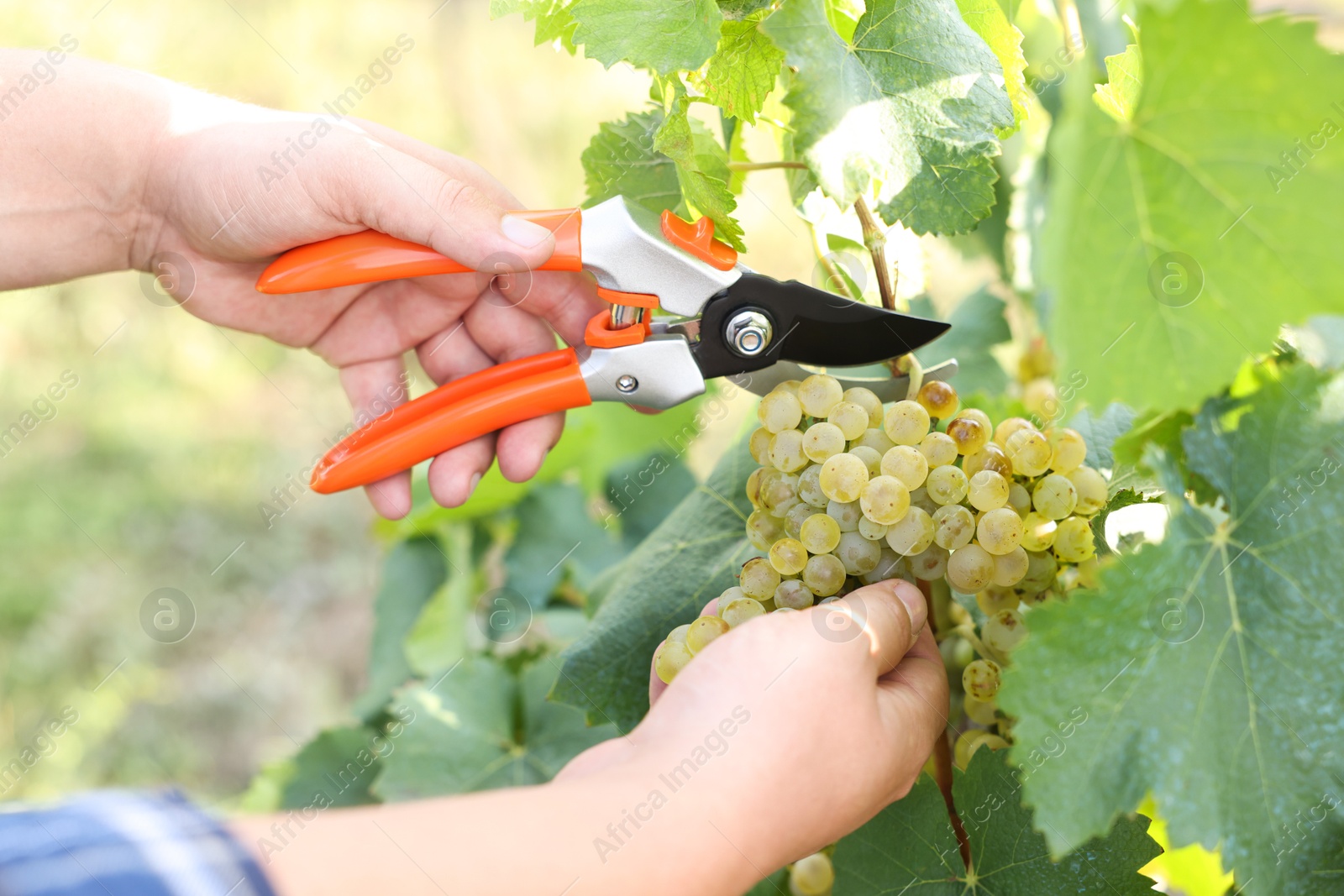 Photo of Farmer with secateurs picking ripe grapes outdoors, closeup