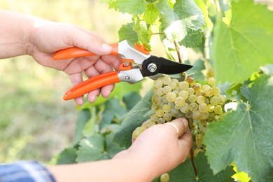 Photo of Farmer with secateurs picking ripe grapes outdoors, closeup