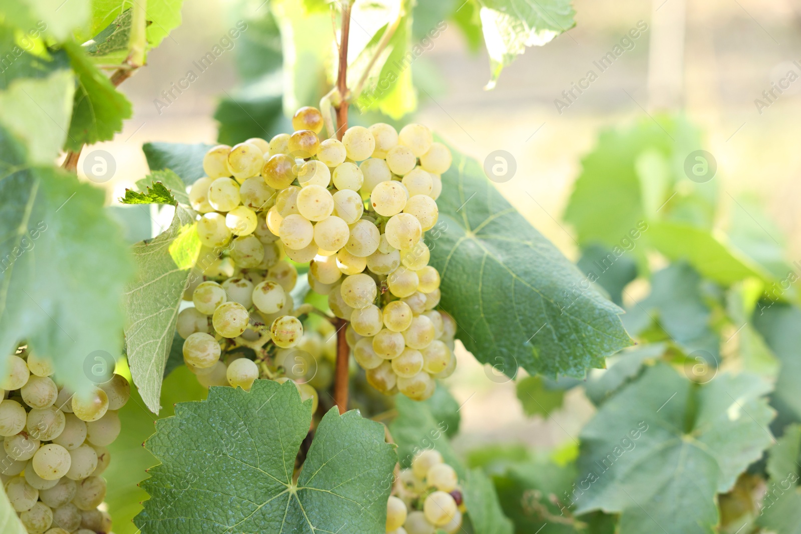 Photo of Ripe juicy grapes growing in vineyard outdoors