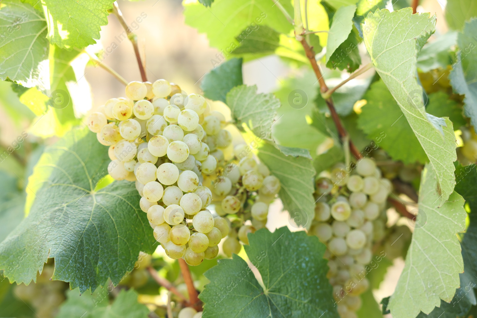 Photo of Ripe juicy grapes growing in vineyard outdoors