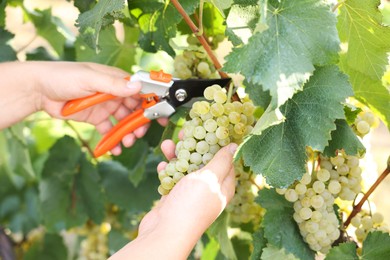 Photo of Farmer with secateurs picking ripe grapes outdoors, closeup