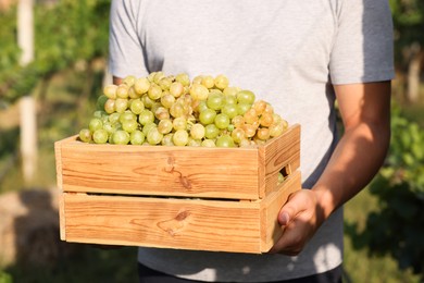 Photo of Farmer holding wooden crate with ripe grapes in vineyard, closeup