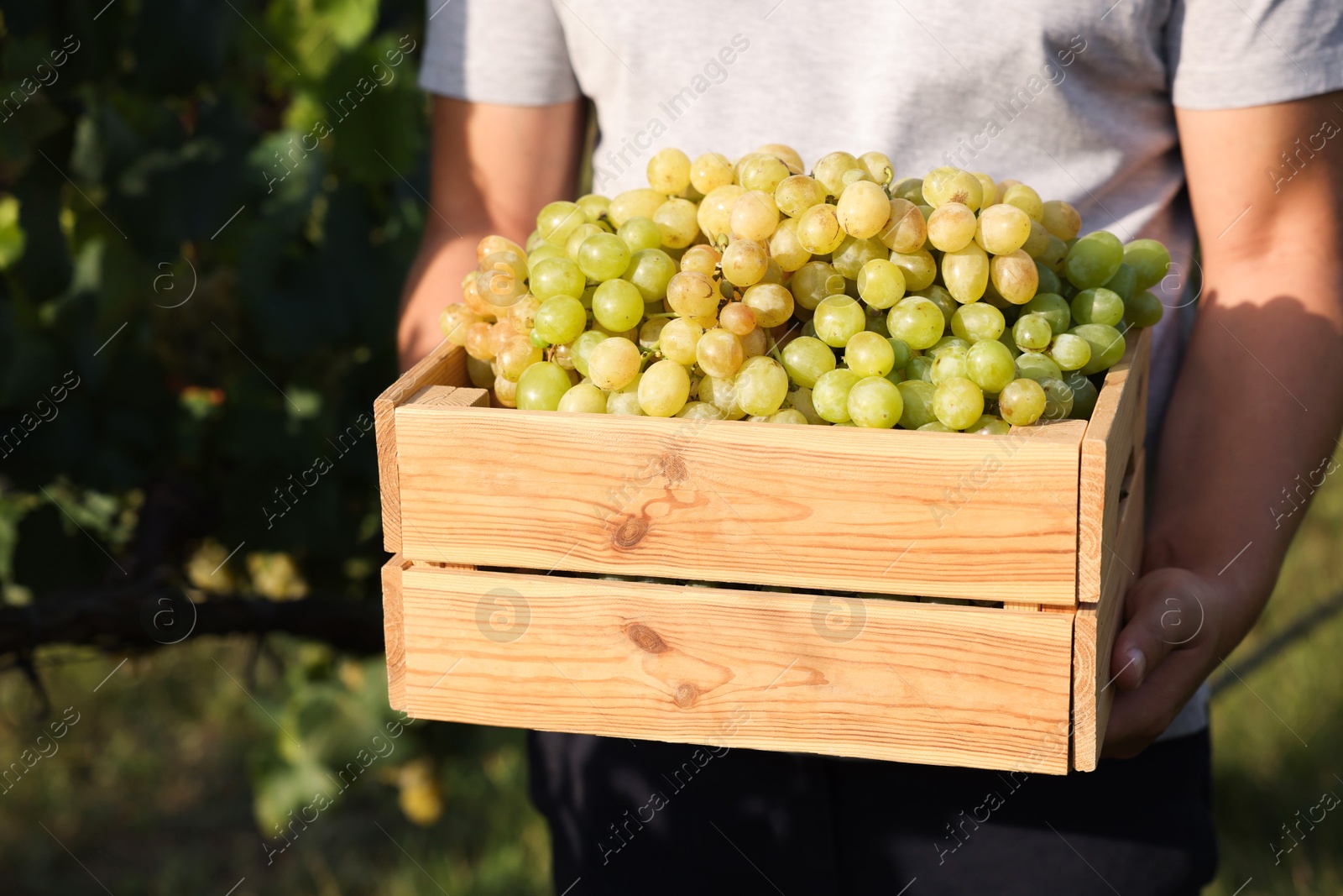 Photo of Farmer holding wooden crate with ripe grapes in vineyard, closeup