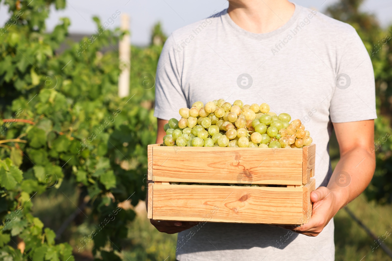 Photo of Farmer holding wooden crate with ripe grapes in vineyard, closeup