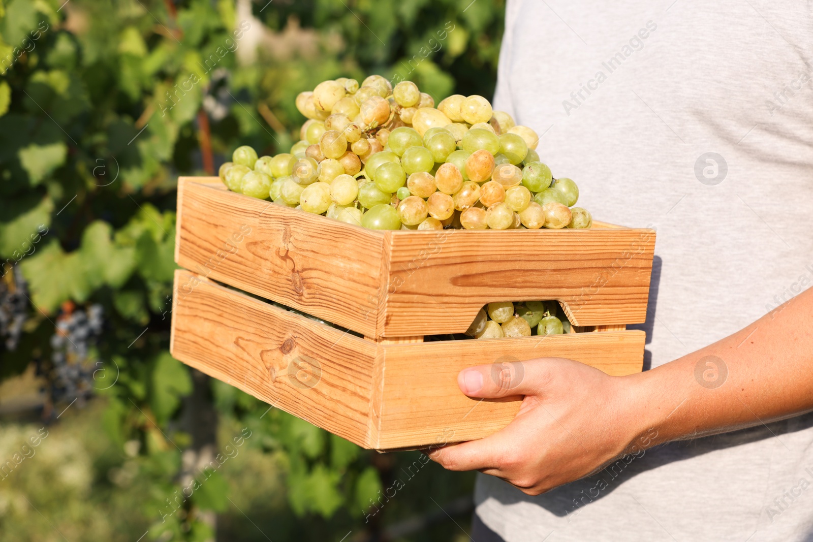 Photo of Farmer holding wooden crate with ripe grapes in vineyard, closeup