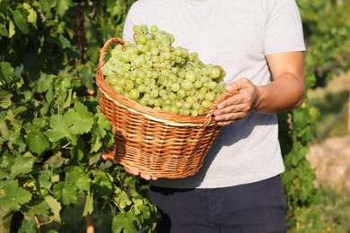 Photo of Farmer holding wicker basket with ripe grapes in vineyard, closeup