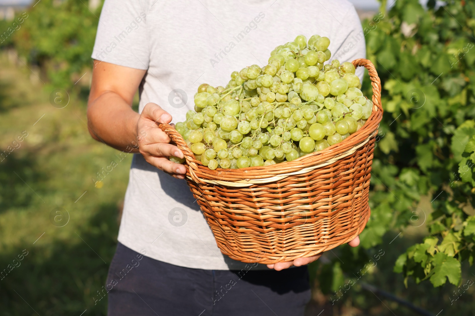 Photo of Farmer holding wicker basket with ripe grapes in vineyard, closeup