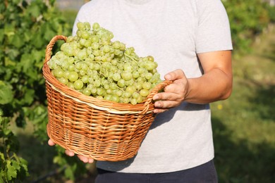 Photo of Farmer holding wicker basket with ripe grapes in vineyard, closeup