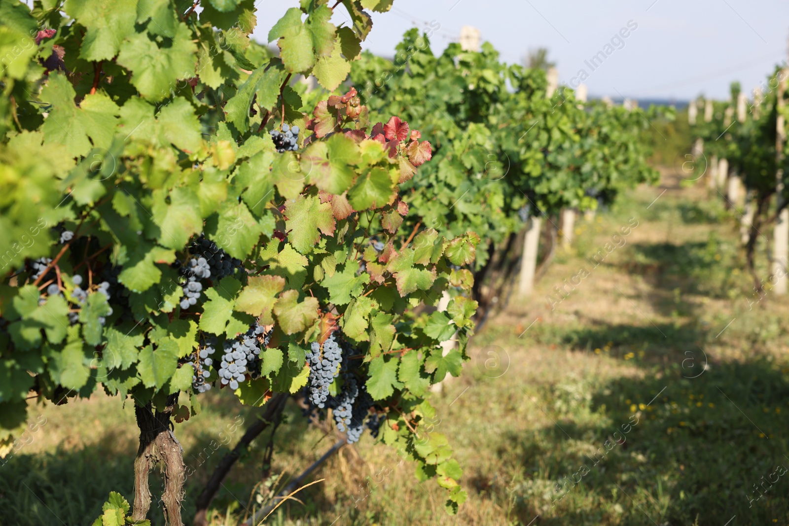 Photo of Ripe juicy grapes growing in vineyard outdoors, space for text