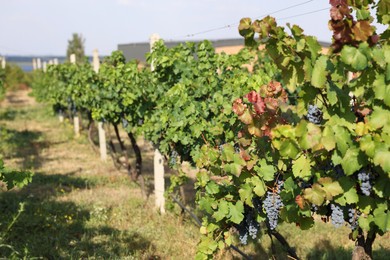 Photo of Fresh ripe juicy grapes growing on branches in vineyard