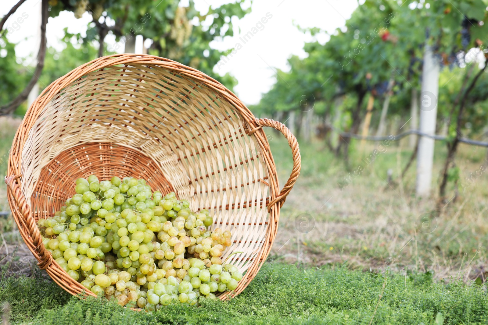 Photo of Ripe grapes in wicker basket outdoors, space for text