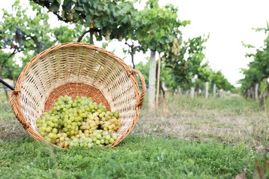 Photo of Ripe grapes in wicker basket outdoors, space for text