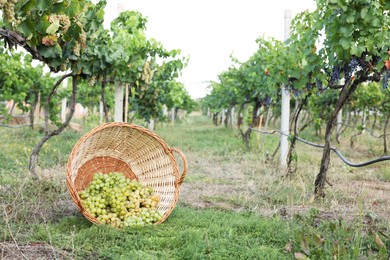 Photo of Ripe grapes in wicker basket on green grass outdoors