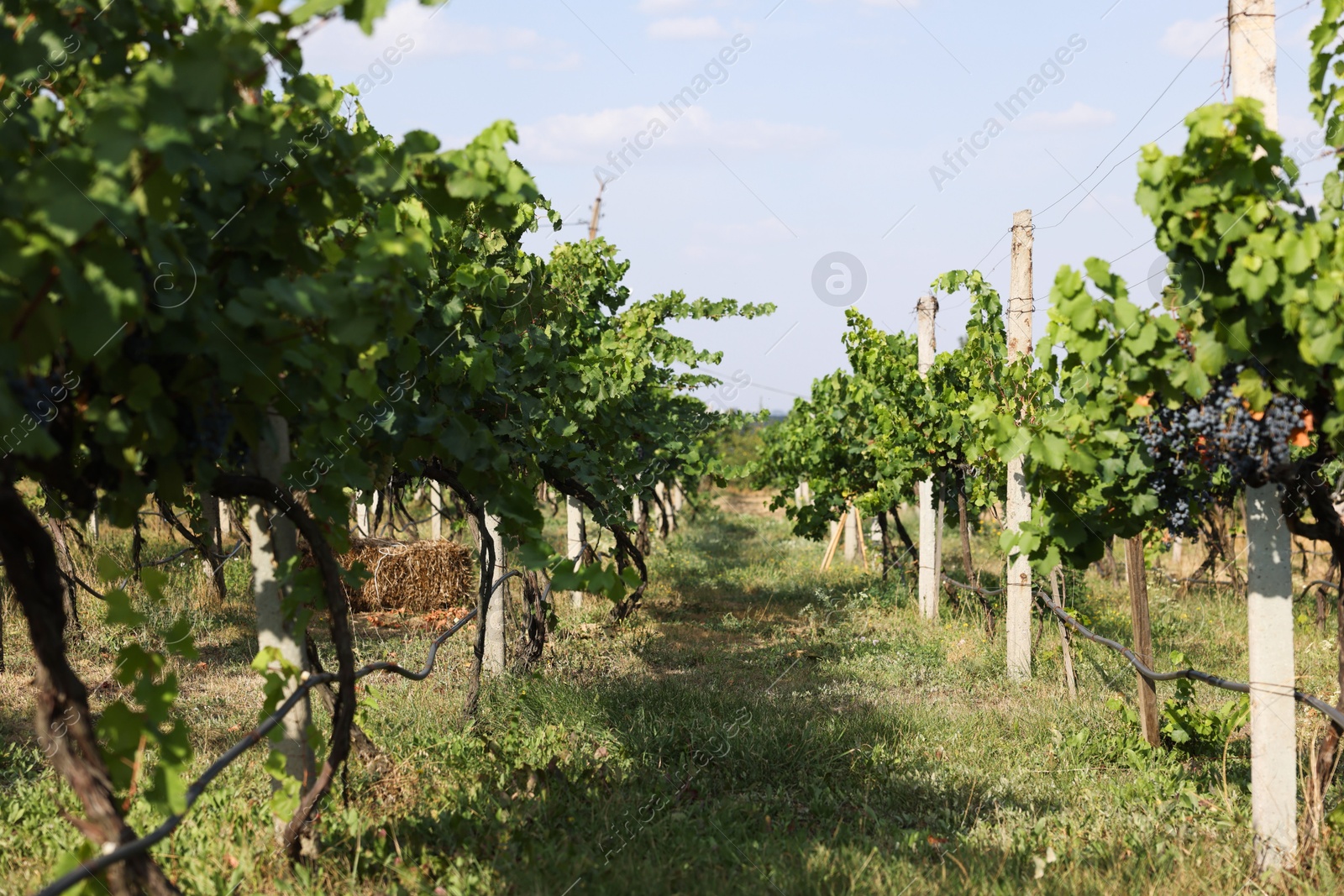 Photo of Fresh ripe juicy grapes growing on branches in vineyard