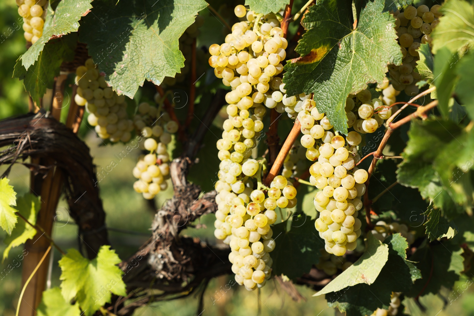 Photo of Ripe juicy grapes growing in vineyard outdoors