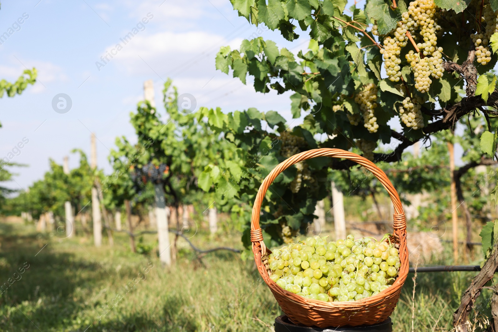 Photo of Ripe grapes in wicker basket outdoors on sunny day, space for text