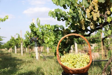 Photo of Ripe grapes in wicker basket outdoors on sunny day, space for text