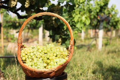 Photo of Ripe grapes in wicker basket outdoors on sunny day, space for text