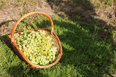 Photo of Ripe grapes in wicker basket outdoors on sunny day, space for text