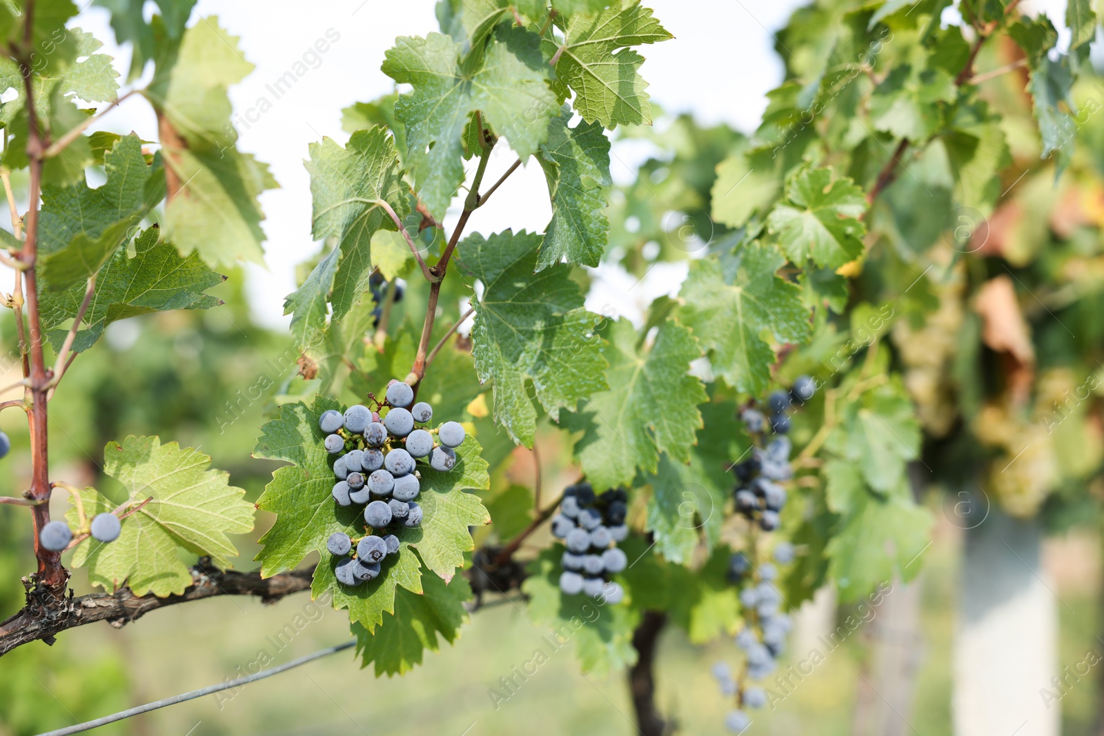 Photo of Ripe juicy grapes growing in vineyard outdoors