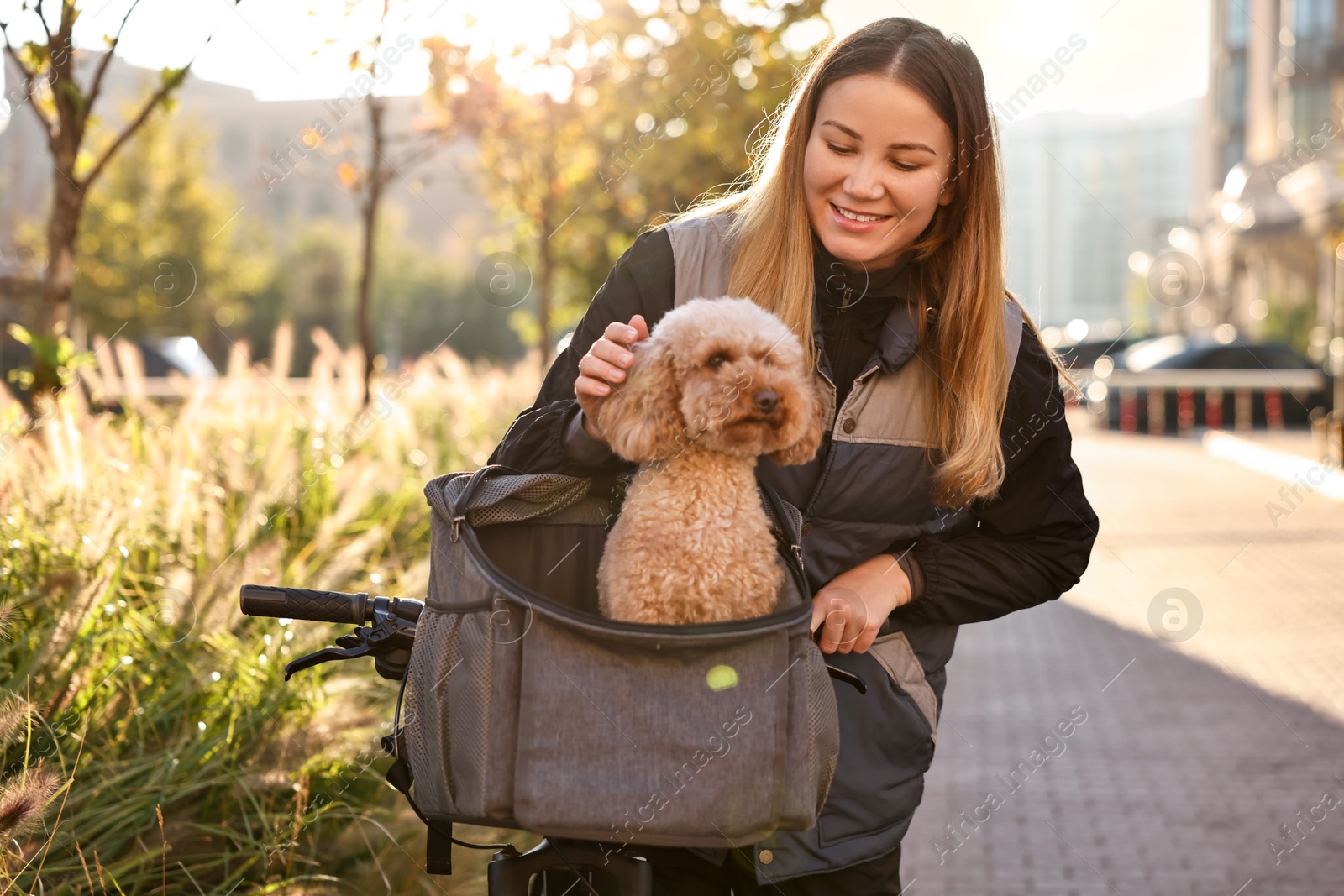 Photo of Woman with bicycle and cute Toy Poodle dog in pet carrier outdoors on sunny day