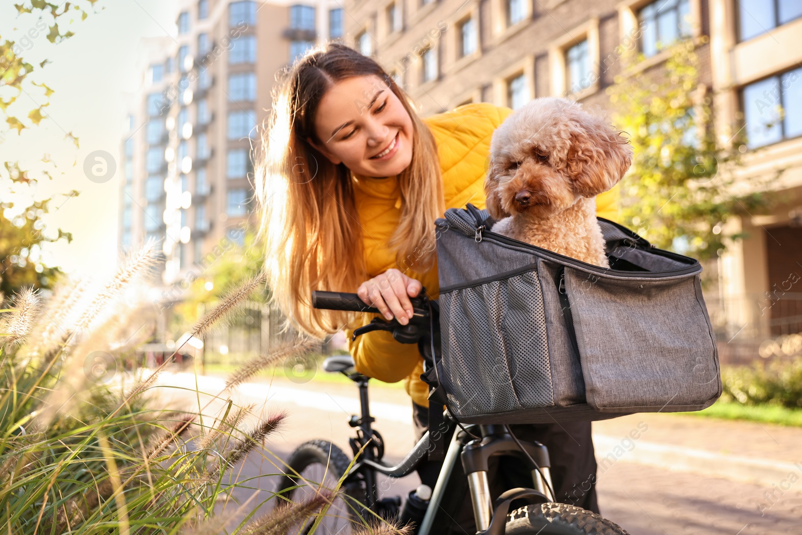 Photo of Woman with bicycle and cute Toy Poodle dog in pet carrier outdoors on sunny day