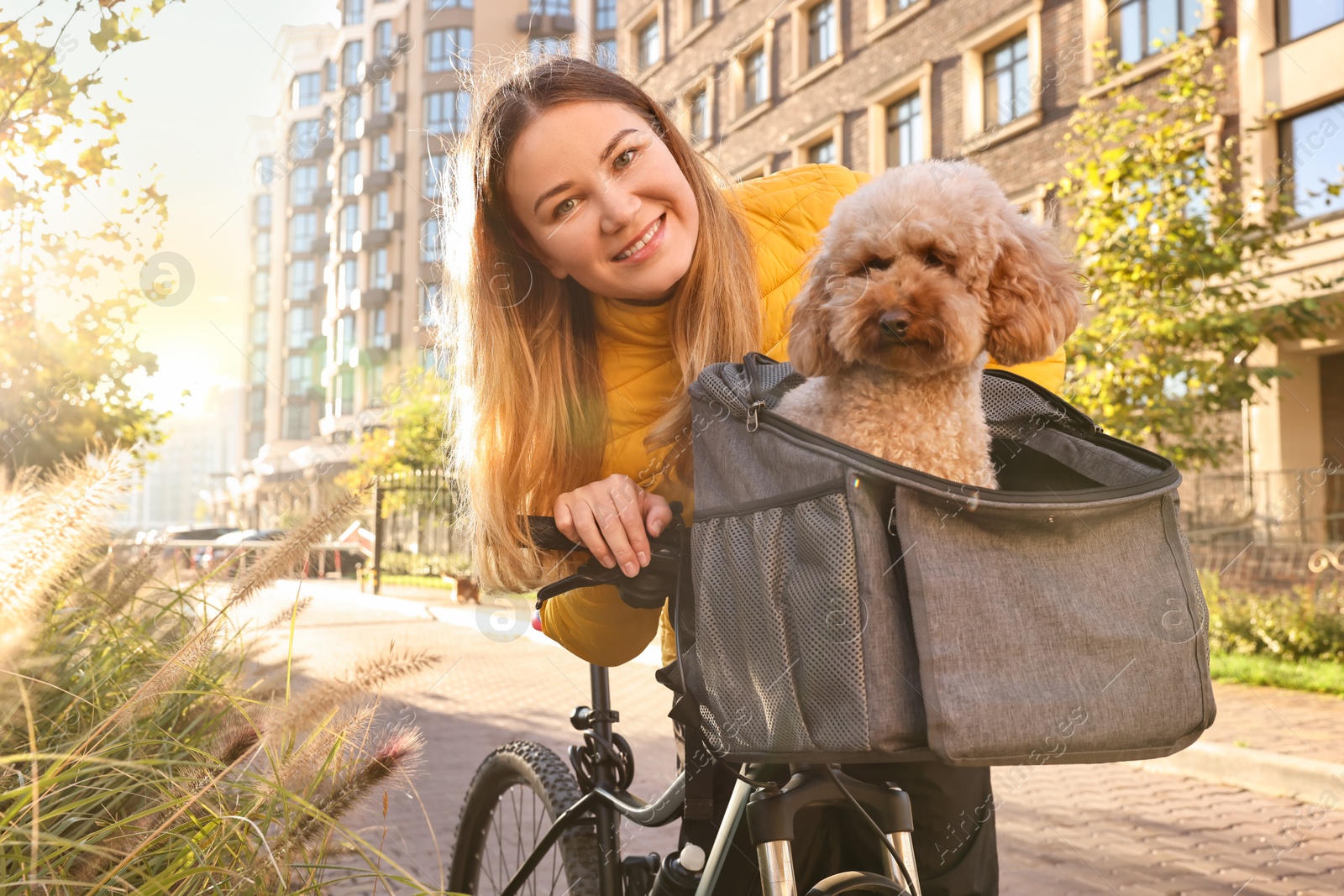 Photo of Woman with bicycle and cute Toy Poodle dog in pet carrier outdoors on sunny day