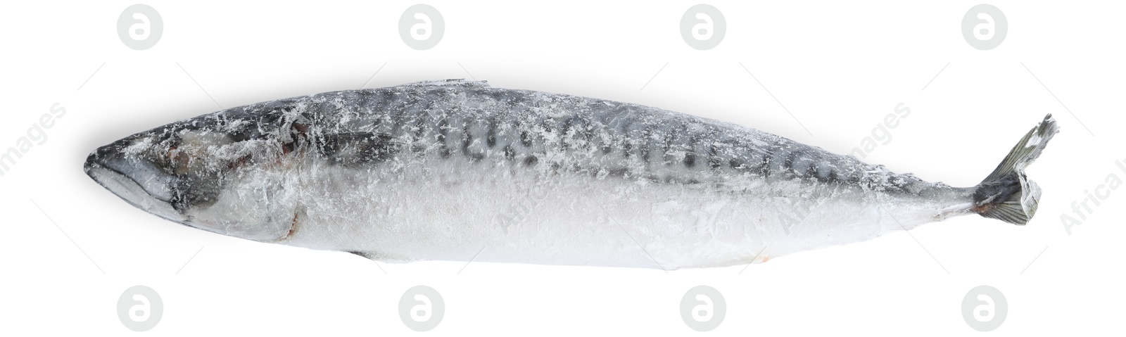 Photo of One frozen mackerel fish isolated on white, top view