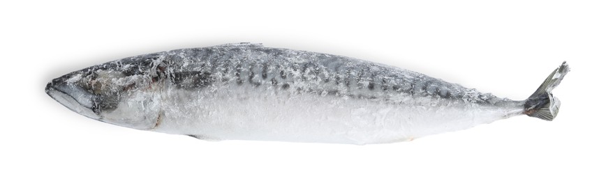 Photo of One frozen mackerel fish isolated on white, top view