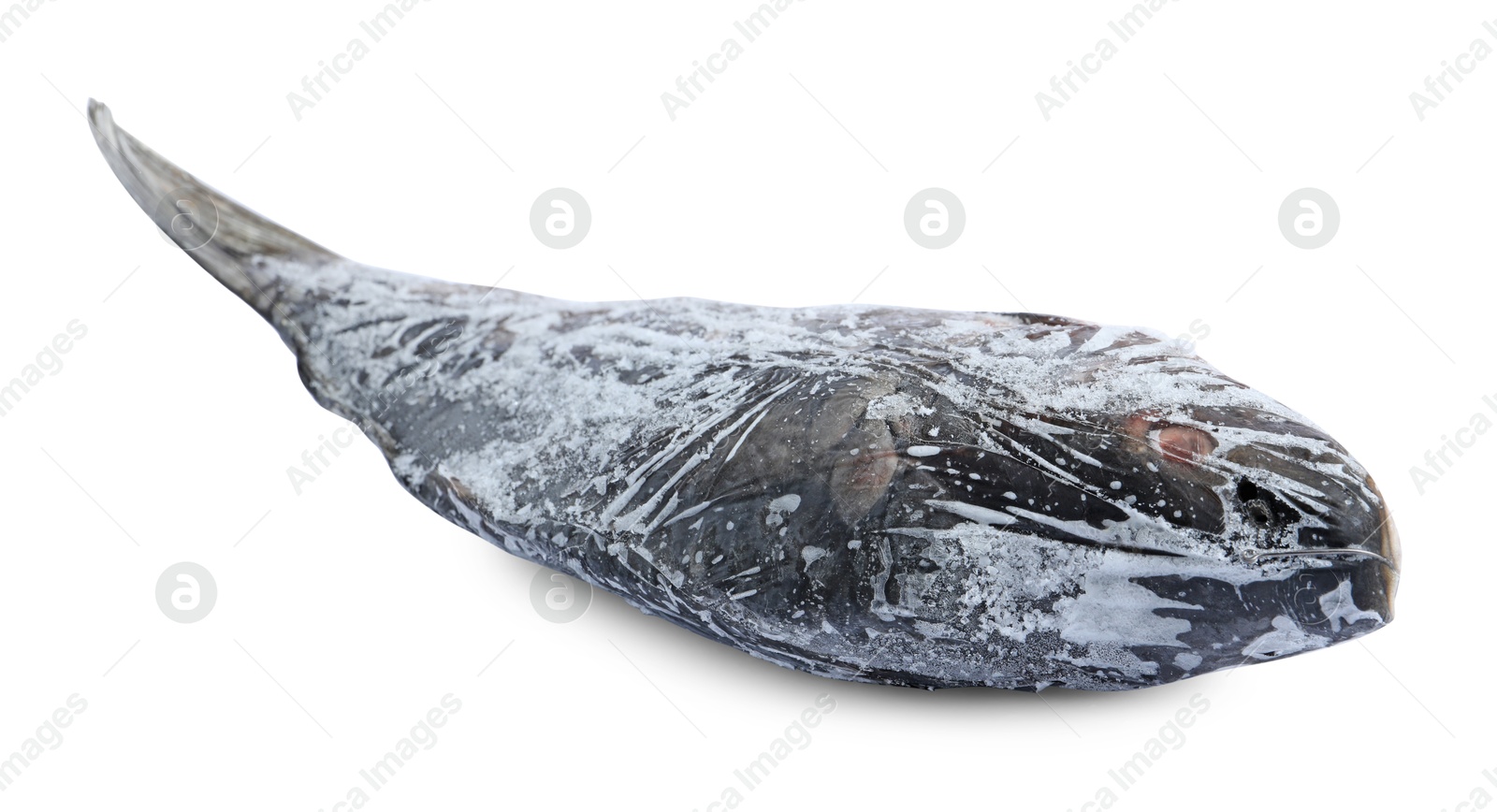 Photo of One frozen carp fish isolated on white