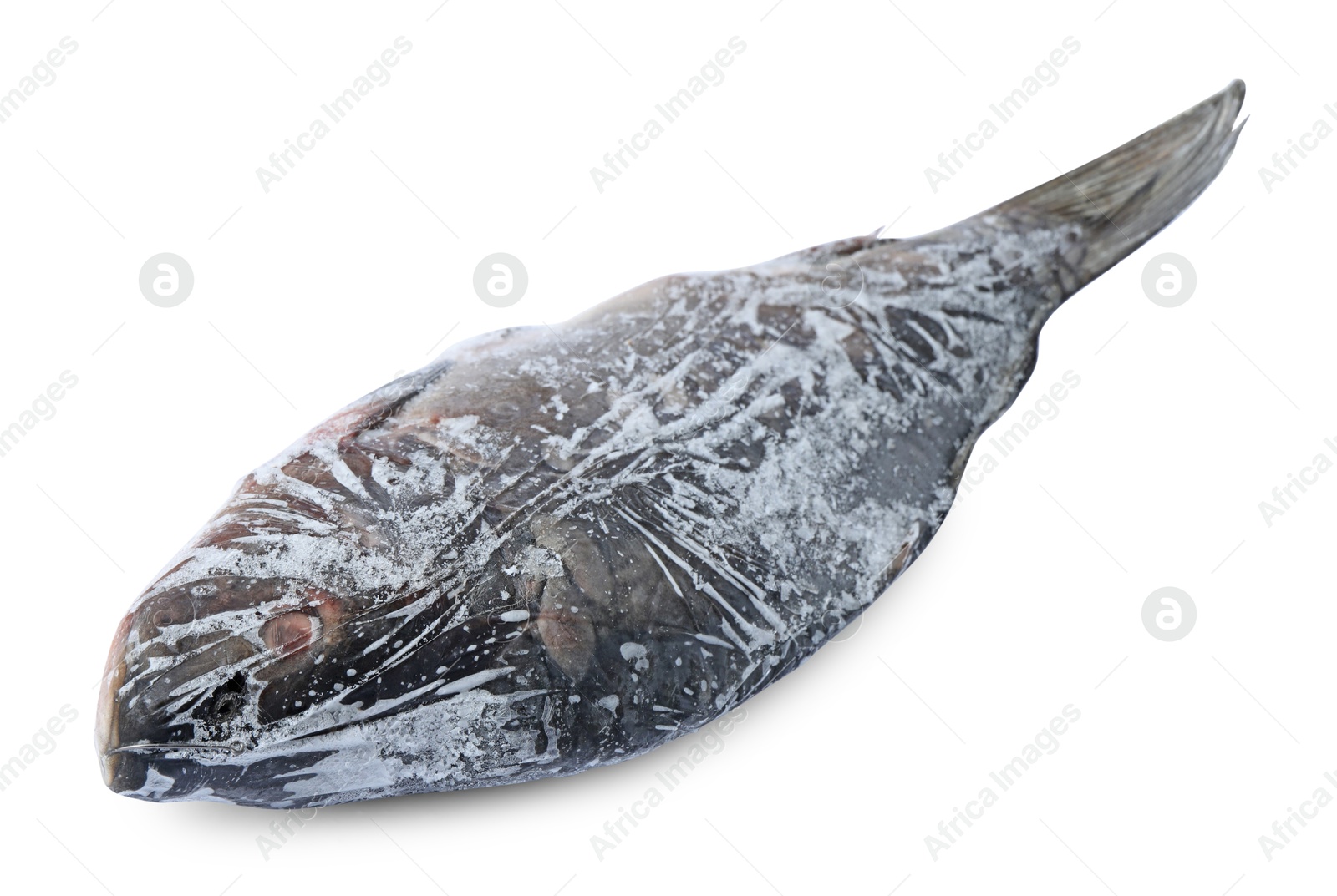 Photo of One frozen carp fish isolated on white