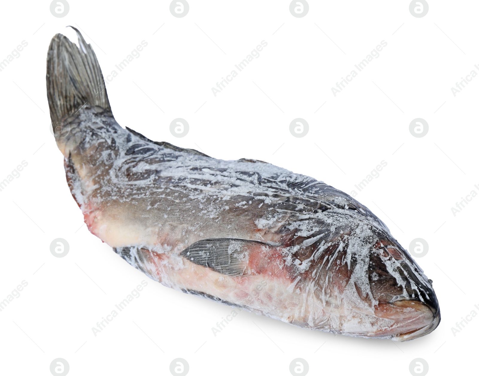 Photo of One frozen carp fish isolated on white