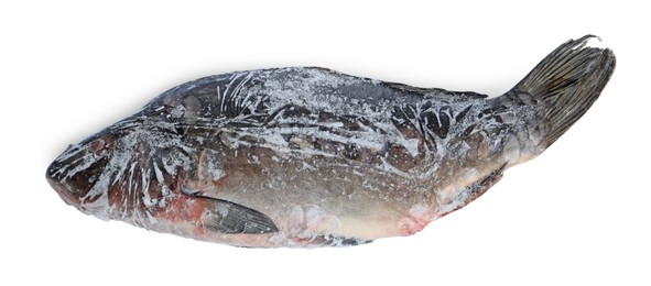 Photo of One frozen carp fish isolated on white, top view