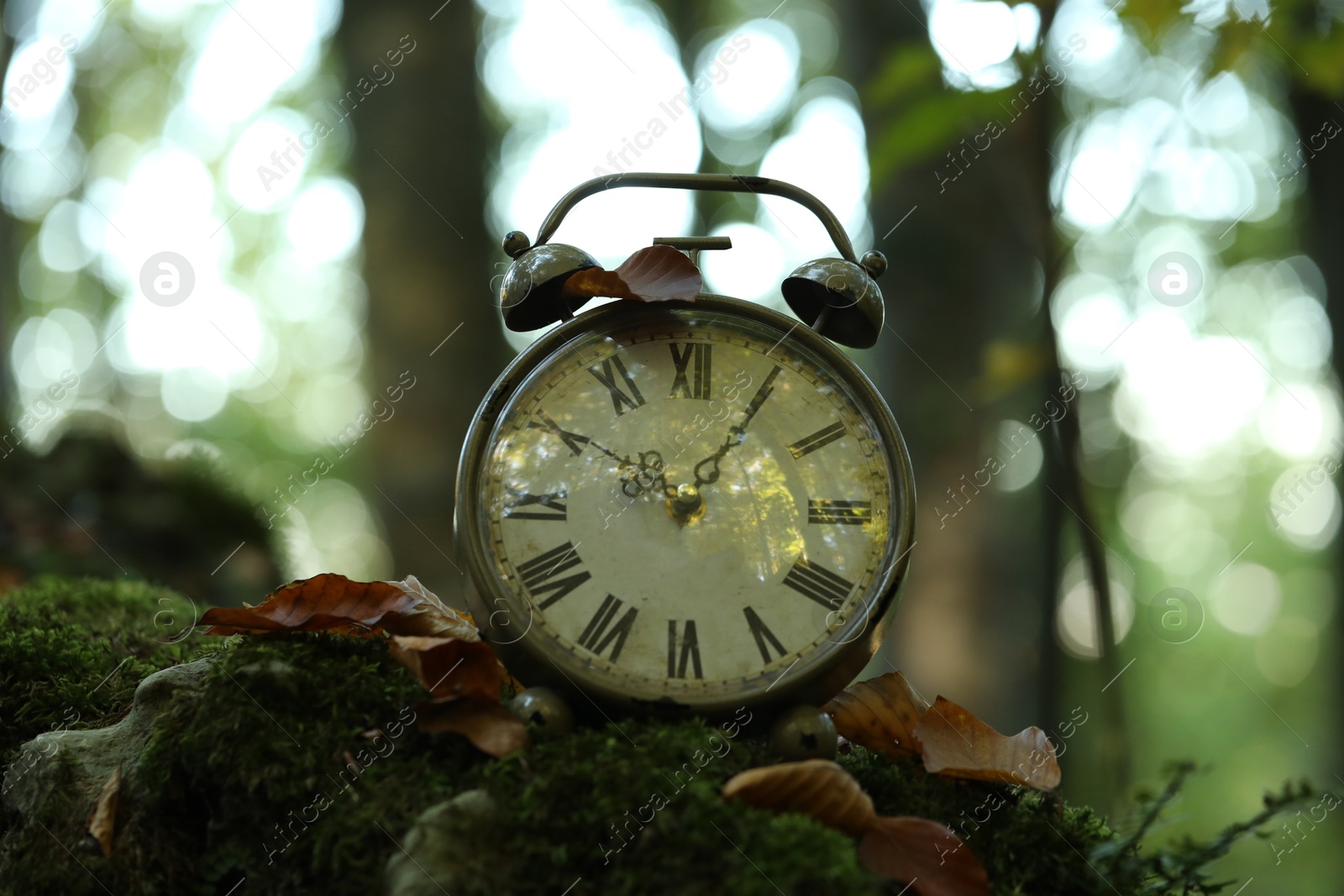 Photo of Alarm clock on fallen dry leaves outdoors, closeup