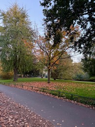 Photo of View of colorful trees, fallen leaves and pathway on autumn day