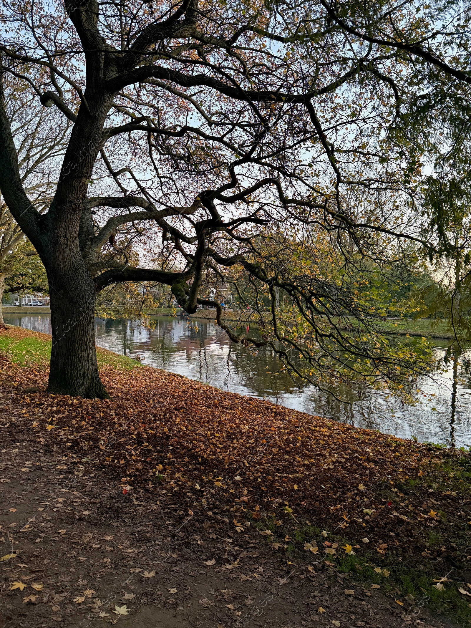 Photo of Beautiful tree, fallen leaves and canal on autumn day