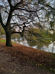 Photo of Beautiful tree, fallen leaves and canal on autumn day