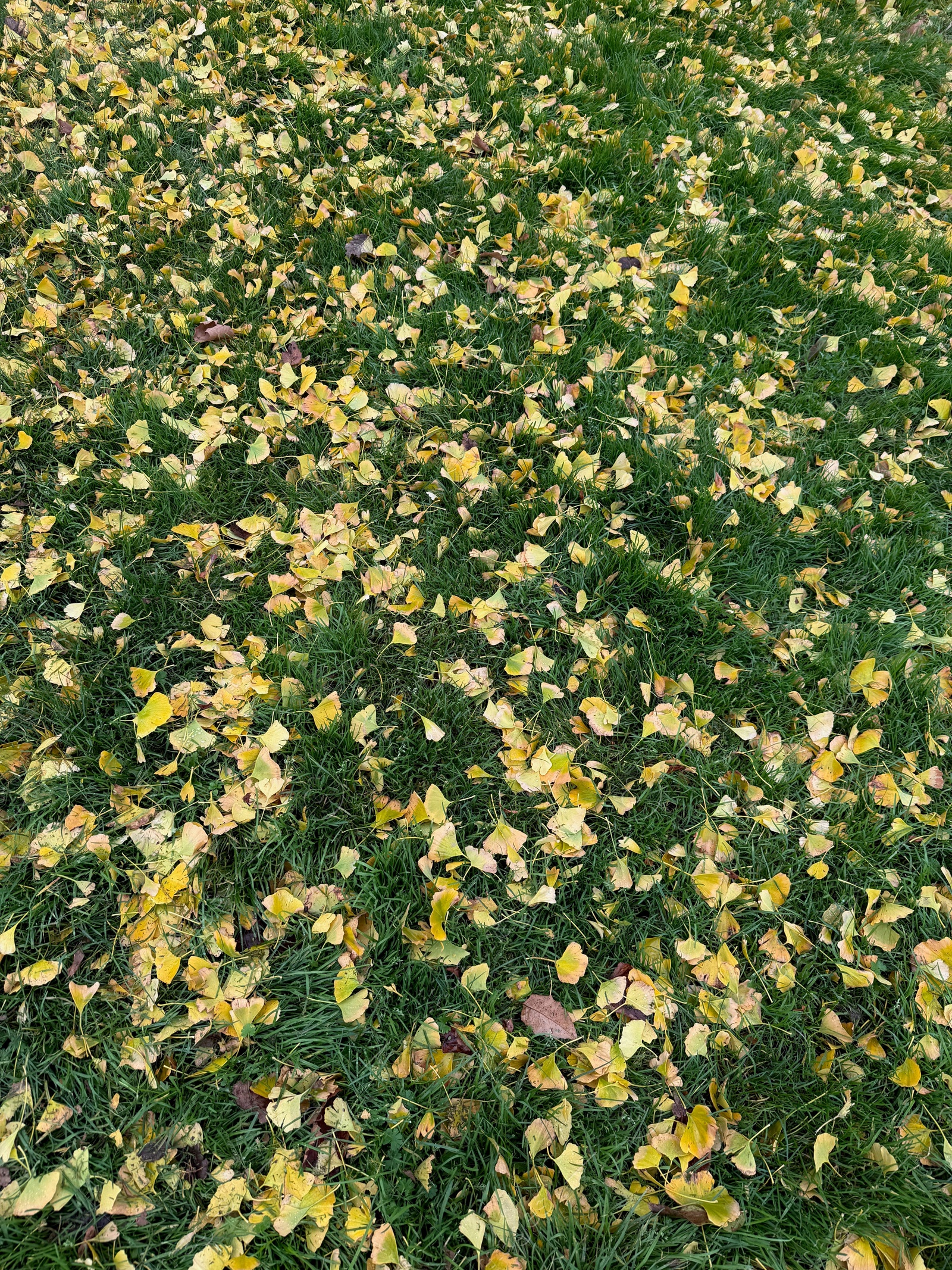 Photo of Beautiful fallen yellow leaves on green grass