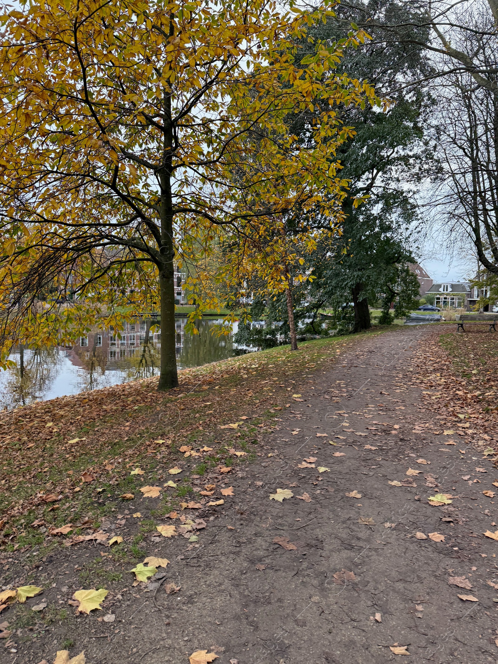 Photo of Beautiful view of pathway with fallen leaves in autumn park