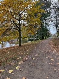 Photo of Beautiful view of pathway with fallen leaves in autumn park