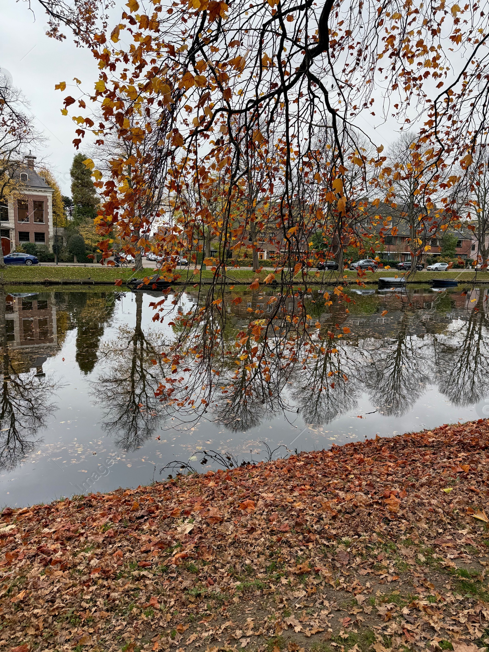 Photo of Beautiful fallen leaves near pond in park