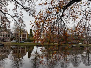 Photo of Tree with colorful leaves near river in city