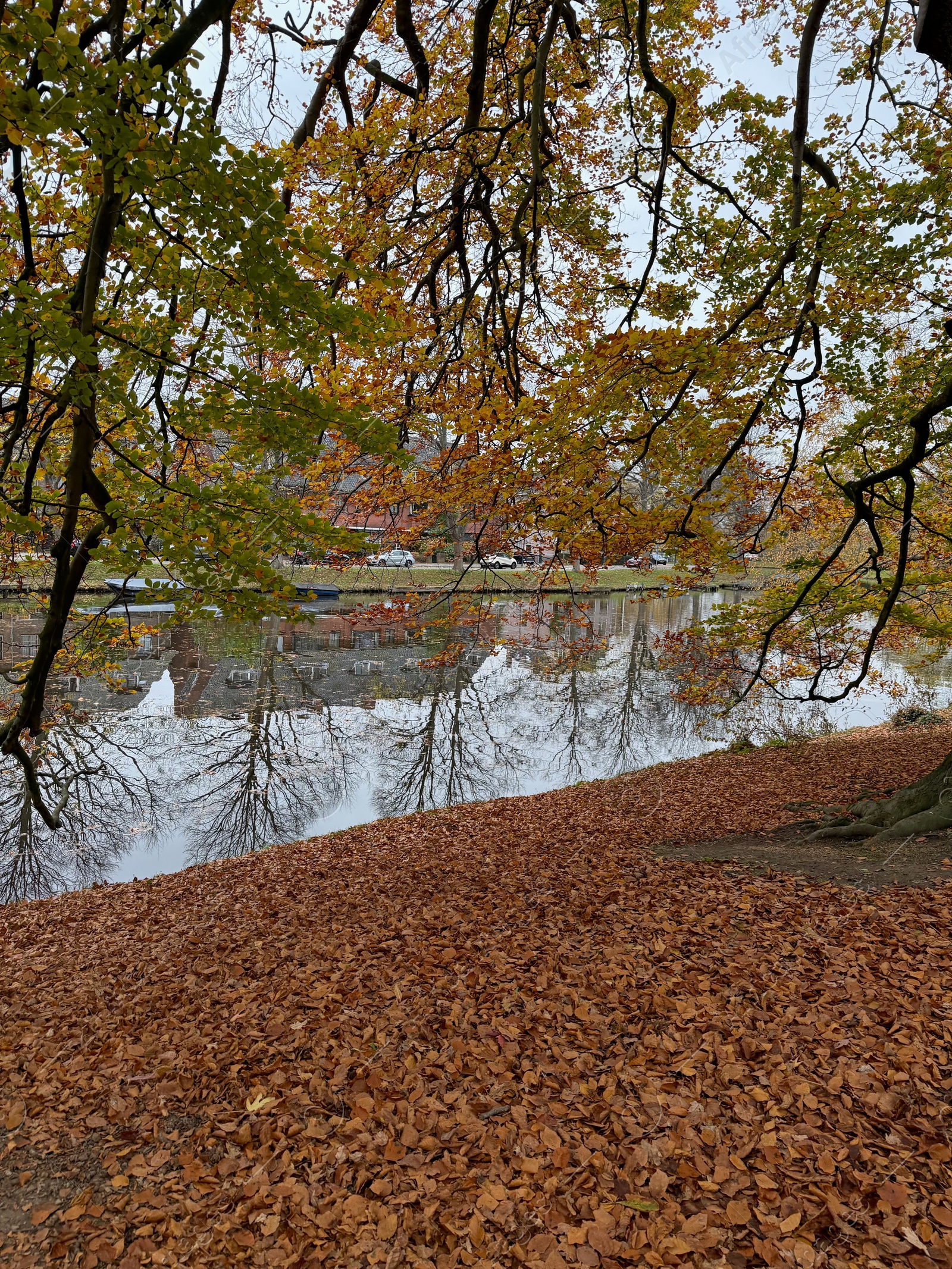 Photo of Beautiful fallen leaves near pond in park